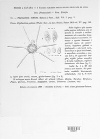 Phyllactinia guttata image